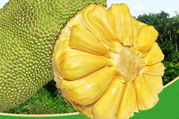 菠蘿蜜越大越好吃嗎 菠蘿蜜是否越大越好 菠蘿蜜越大越好吃嗎 菠蘿蜜是否越大越好