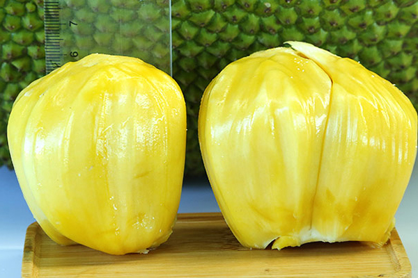 菠蘿蜜干苞和濕苞的區(qū)別 菠蘿蜜干苞和濕苞哪個(gè)好 菠蘿蜜干苞和濕苞的區(qū)別 菠蘿蜜干苞和濕苞哪個(gè)好