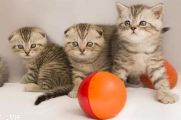 懷孕能養(yǎng)貓嗎 懷孕養(yǎng)貓注意事項(xiàng) 懷孕能養(yǎng)貓嗎 懷孕養(yǎng)貓注意事項(xiàng)