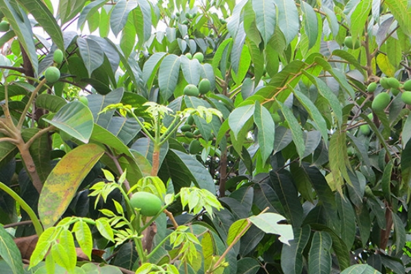 橄欖是不是青果 青果是別名 橄欖是不是青果 青果是別名