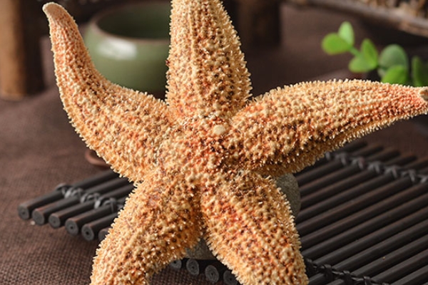 海星怎么養(yǎng) 教你養(yǎng)海星的技巧 海星怎么養(yǎng) 教你養(yǎng)海星的技巧