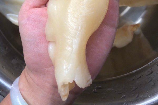 魚膠能和銀耳一起燉嗎 當(dāng)然是可以的 魚膠能和銀耳一起燉嗎 當(dāng)然是可以的