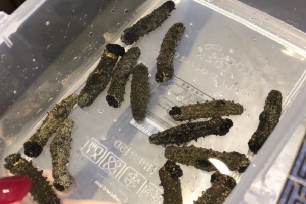 海參為什么會(huì)苦 是這個(gè)原因 海參為什么會(huì)苦 是這個(gè)原因