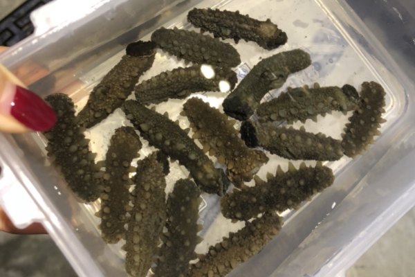 海參為什么會(huì)苦 是這個(gè)原因 海參為什么會(huì)苦 是這個(gè)原因