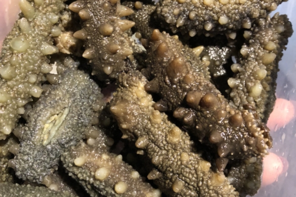 海參要泡多久 一天一夜即可 海參要泡多久 一天一夜即可