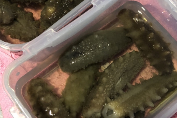 海參要泡多久 一天一夜即可 海參要泡多久 一天一夜即可