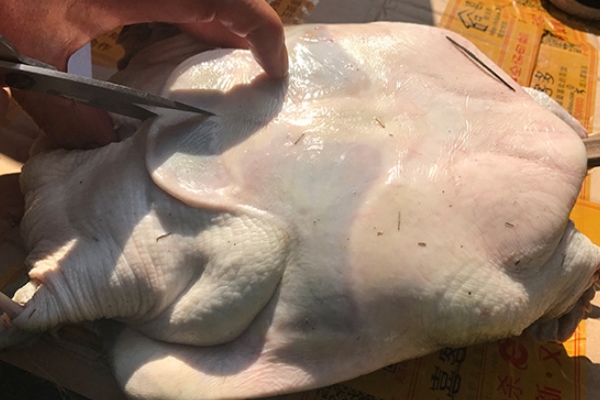 甲魚怎么釣 教你五個技巧 甲魚怎么釣 教你五個技巧