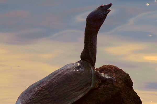甲魚怎么釣 教你五個技巧 甲魚怎么釣 教你五個技巧