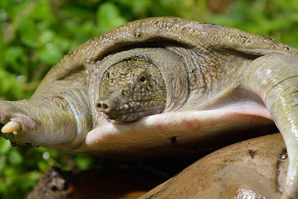 甲魚怎么釣 教你五個技巧 甲魚怎么釣 教你五個技巧