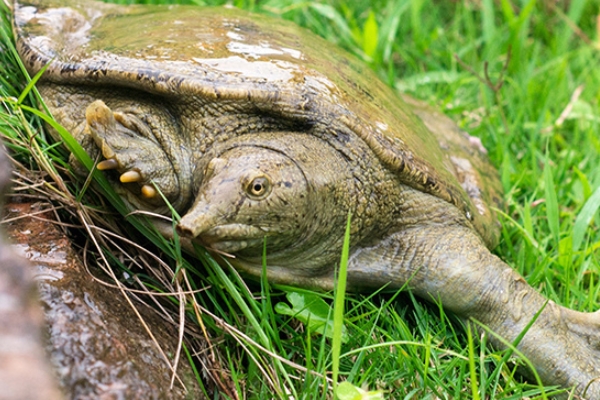 甲魚好吃嗎 營養(yǎng)又美味 甲魚好吃嗎 營養(yǎng)又美味