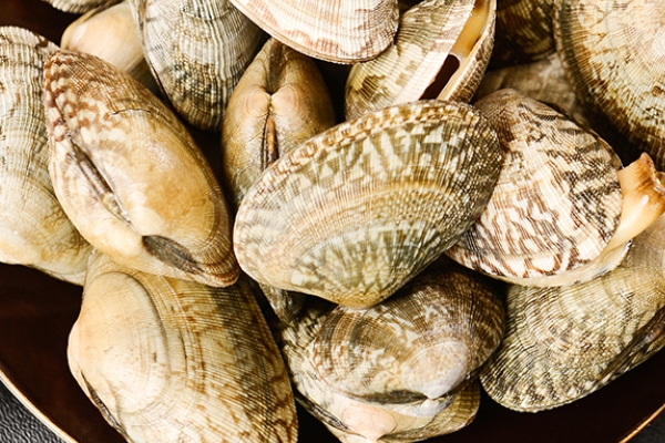 花甲能放微波爐加熱嗎 當(dāng)然是可以的 花甲能放微波爐加熱嗎 當(dāng)然是可以的