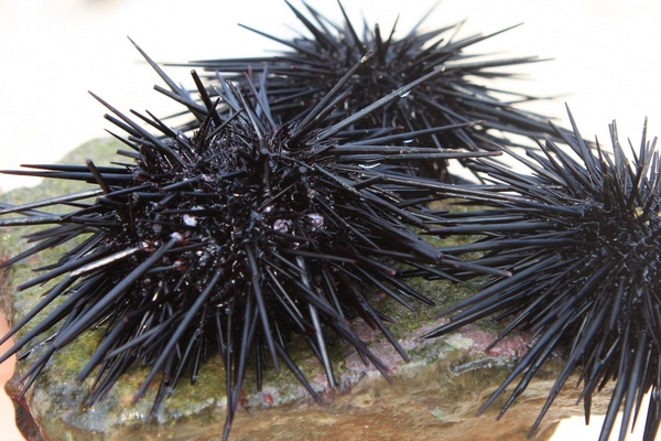 海膽什么季節(jié)最肥？海膽什么時候最肥