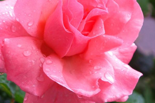 女性有腎炎還能懷孕嗎 女性有腎炎還能懷孕嗎