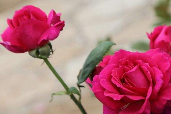 女性有腎炎還能懷孕嗎 女性有腎炎還能懷孕嗎