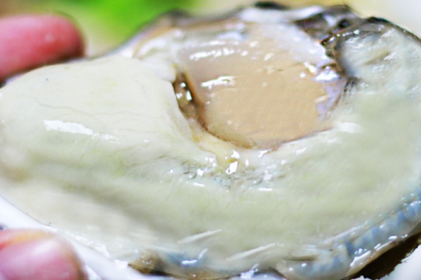 生蠔有屎?jiǎn)?這是肯定的 生蠔有屎?jiǎn)?這是肯定的