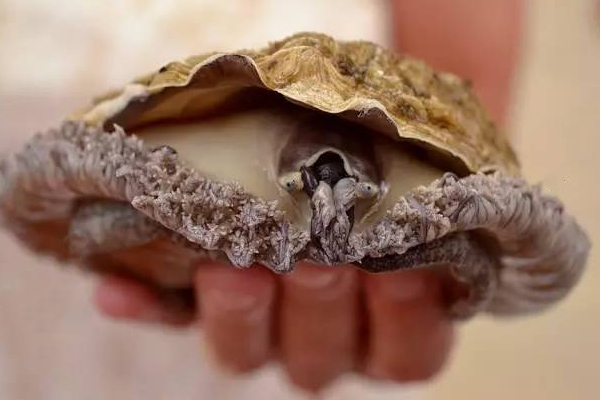 鮑魚為什么沒有眼睛 其實(shí)是有的 鮑魚為什么沒有眼睛 其實(shí)是有的