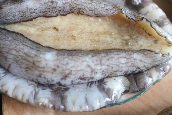 鮑魚為什么沒有眼睛 其實(shí)是有的 鮑魚為什么沒有眼睛 其實(shí)是有的