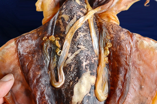 干墨魚(yú)煮熟要多久 半小時(shí)以上 干墨魚(yú)煮熟要多久 半小時(shí)以上