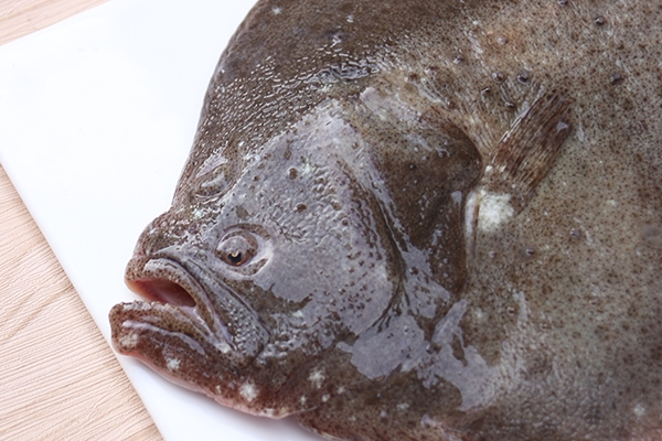 多寶魚有刺嗎 有一根大刺 多寶魚有刺嗎 有一根大刺