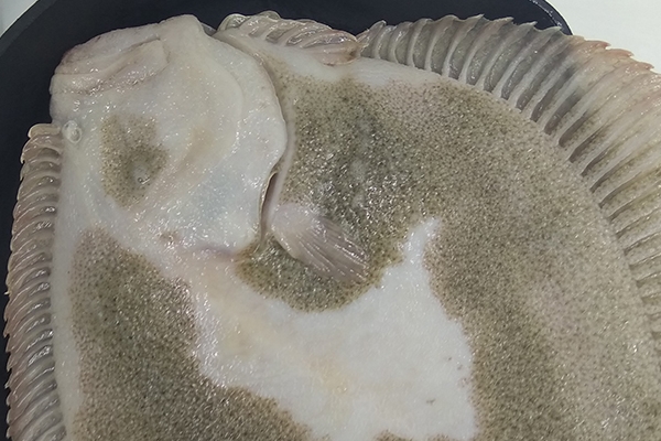 多寶魚可以切塊紅燒嗎 當然是可以的 多寶魚可以切塊紅燒嗎 當然是可以的