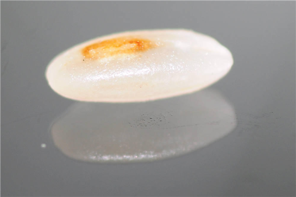 米蟲是怎么長出來的 其實(shí)卵在米里面 米蟲是怎么長出來的 其實(shí)卵在米里面