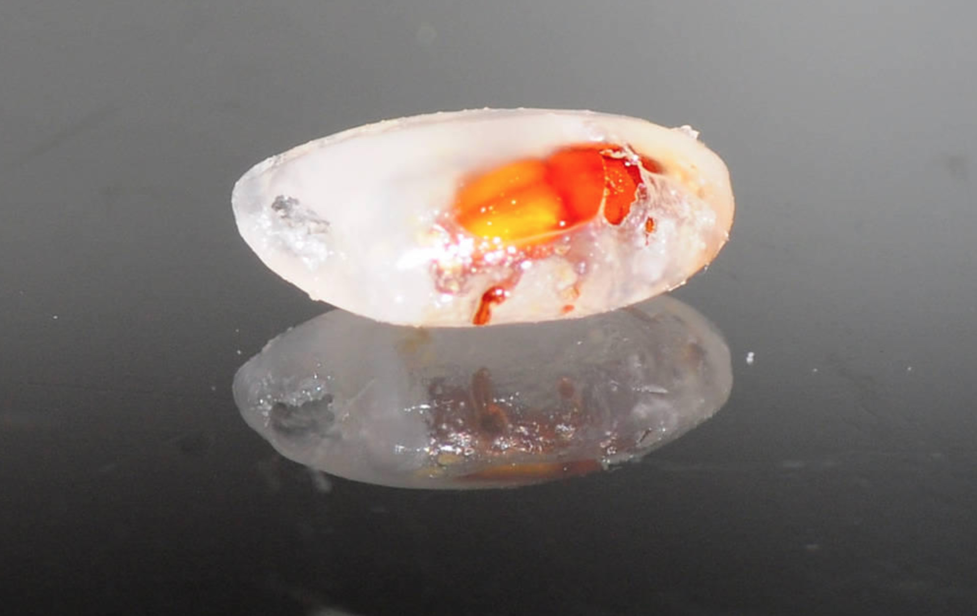 米蟲是怎么長出來的 其實(shí)卵在米里面 米蟲是怎么長出來的 其實(shí)卵在米里面