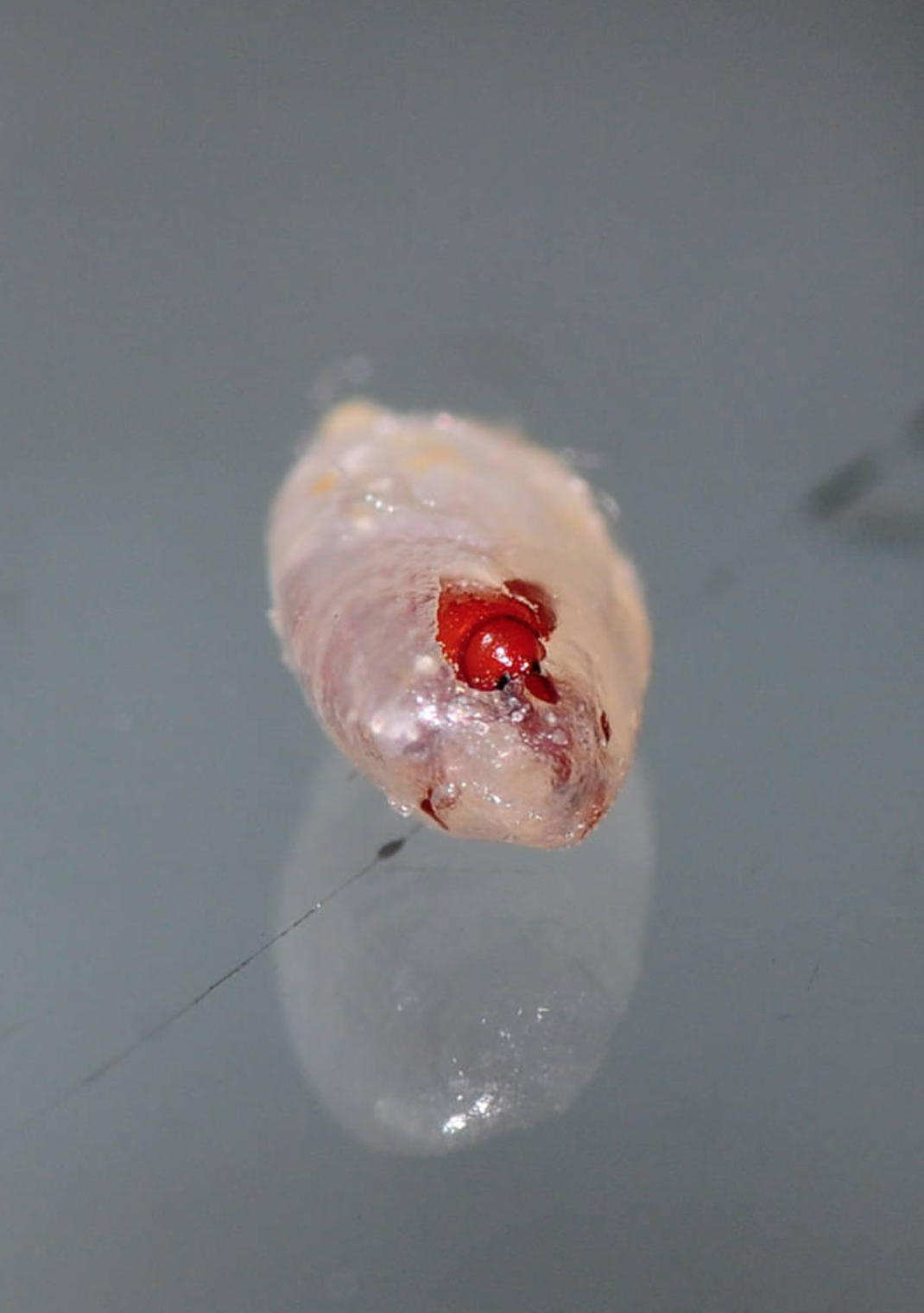 米蟲是怎么長出來的 其實(shí)卵在米里面 米蟲是怎么長出來的 其實(shí)卵在米里面