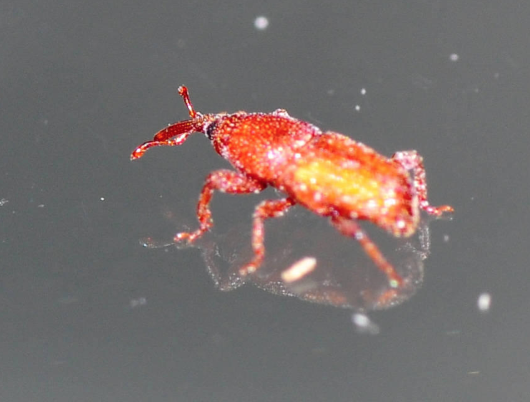 米蟲是怎么長出來的 其實(shí)卵在米里面 米蟲是怎么長出來的 其實(shí)卵在米里面