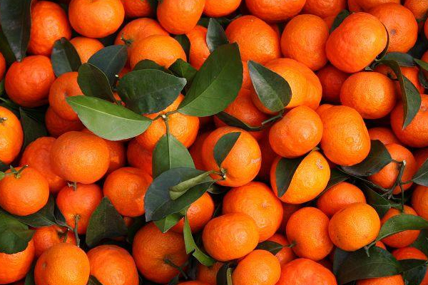 砂糖橘哪個產(chǎn)地的好 這2個地區(qū)最地道 砂糖橘哪個產(chǎn)地的好 這2個地區(qū)最地道