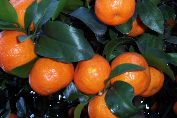 砂糖橘哪個產(chǎn)地的好 這2個地區(qū)最地道 砂糖橘哪個產(chǎn)地的好 這2個地區(qū)最地道