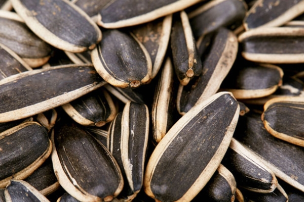 葵花籽為什么空殼 雨水頻繁導(dǎo)致 葵花籽為什么空殼 雨水頻繁導(dǎo)致