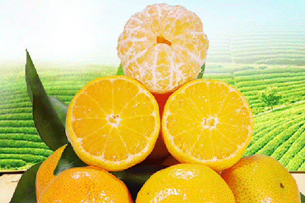 砂糖橘大的好還是小的好 大的果肉會(huì)帶渣 砂糖橘大的好還是小的好 大的果肉會(huì)帶渣