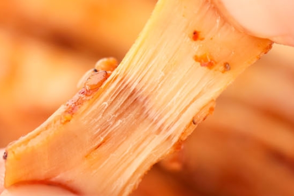 牛板筋是否越煮越老 確實(shí)如此 牛板筋是否越煮越老 確實(shí)如此