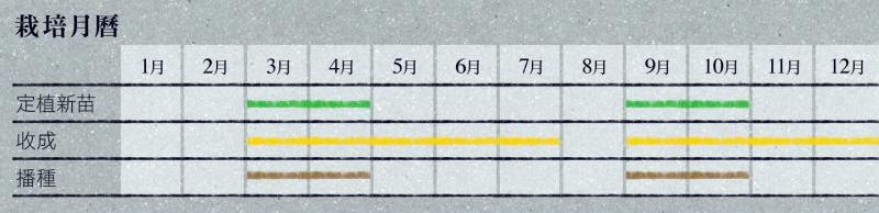 蒔蘿怎么種 北歐料理的靈魂