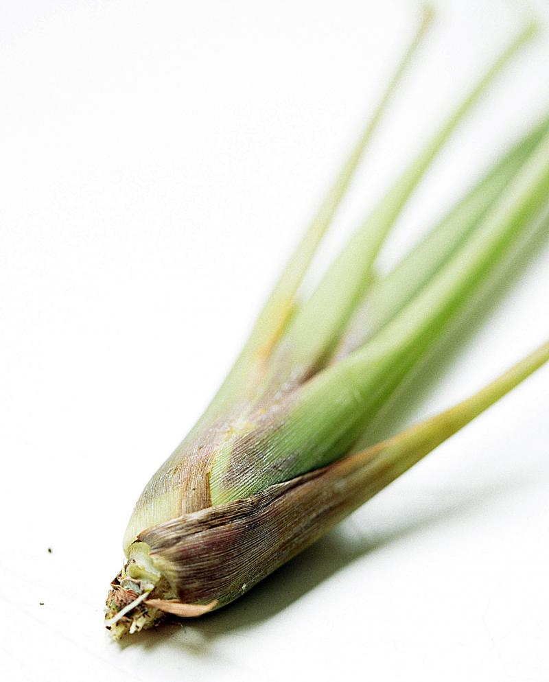 檸檬草如何種植 檸檬草怎么種植