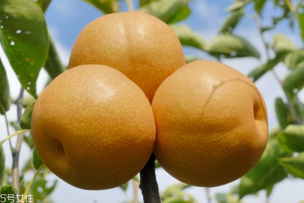 水果面膜的制作方法大全 水果面膜的制作方法大全