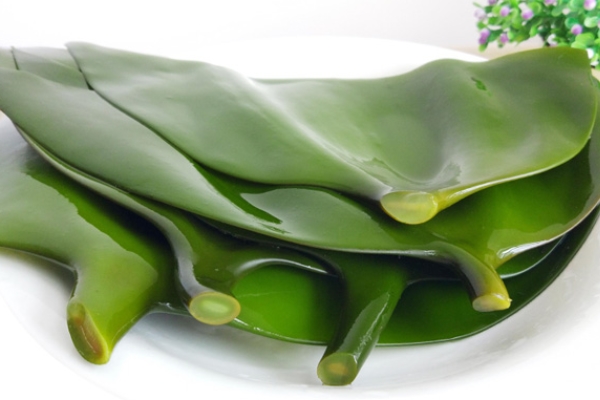 海帶為什么有褐色和綠色 葉綠素的原因 海帶為什么有褐色和綠色 葉綠素的原因