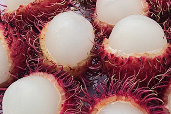 紅毛丹為什么有毛 進(jìn)化的結(jié)果 紅毛丹為什么有毛 進(jìn)化的結(jié)果