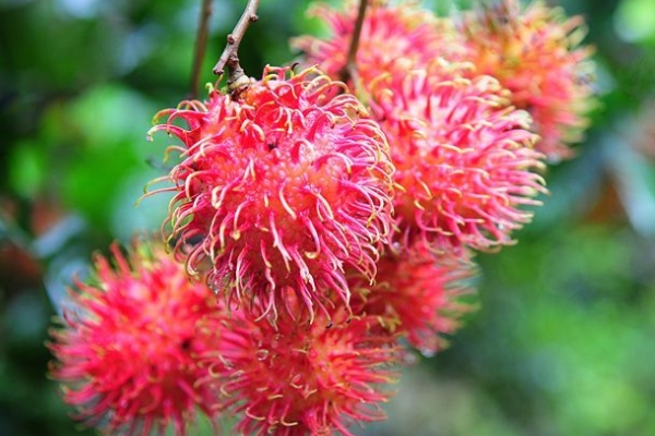 紅毛丹好吃嗎 好吃還有營(yíng)養(yǎng) 紅毛丹好吃嗎 好吃還有營(yíng)養(yǎng)