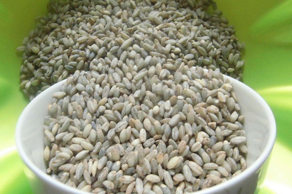 青稞酒是什么香型 清香型白酒 青稞酒是什么香型 清香型白酒