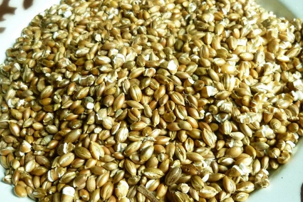 青稞酒是什么做的 原料是青稞 青稞酒是什么做的 原料是青稞