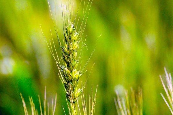 青稞酒是什么做的 原料是青稞 青稞酒是什么做的 原料是青稞