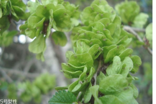 榆錢(qián)怎么炒著吃 榆錢(qián)的功效與作用禁忌