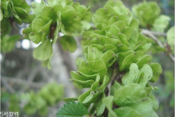 榆錢(qián)好吃嗎 榆錢(qián)什么季節(jié)有 榆錢(qián)好吃嗎 榆錢(qián)什么季節(jié)有