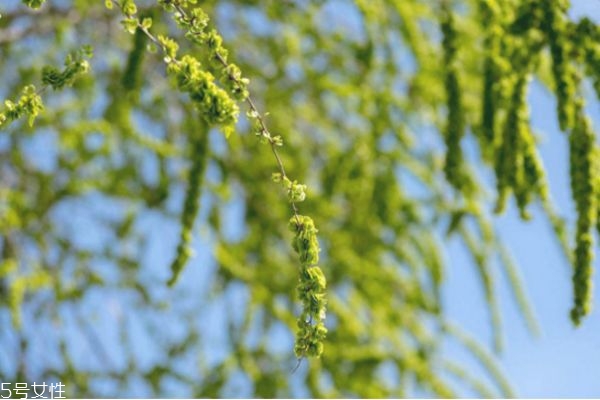 榆錢(qián)好吃嗎 榆錢(qián)什么季節(jié)有 榆錢(qián)好吃嗎 榆錢(qián)什么季節(jié)有