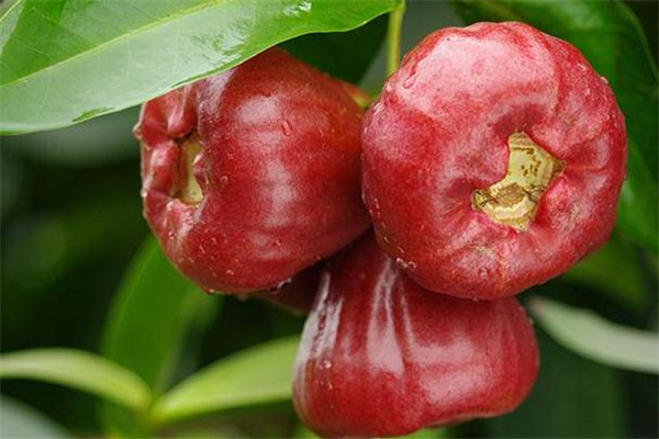 蓮霧有點(diǎn)澀怎么辦 先找準(zhǔn)原因 蓮霧有點(diǎn)澀怎么辦 先找準(zhǔn)原因