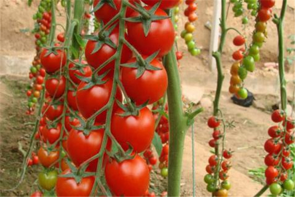圣女果小孩子可以吃嗎 促進(jìn)生長發(fā)育 圣女果小孩子可以吃嗎 促進(jìn)生長發(fā)育