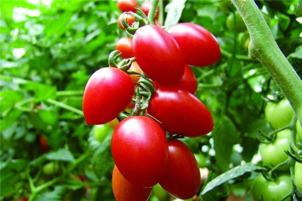 圣女果可以和蘋果一起吃嗎 營(yíng)養(yǎng)更豐富 圣女果可以和蘋果一起吃嗎 營(yíng)養(yǎng)更豐富