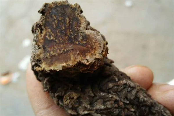 肉蓯蓉軟硬有什么區(qū)別 含糖量和價(jià)格都不同 肉蓯蓉軟硬有什么區(qū)別 含糖量和價(jià)格都不同