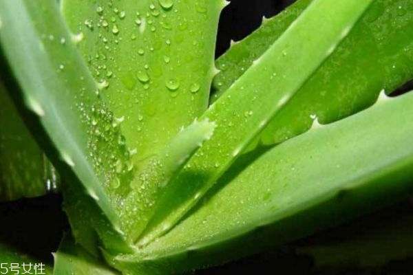 蘆薈面膜的作用 蘆薈面膜的功效 蘆薈面膜的作用 蘆薈面膜的功效